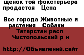 щенок той-фокстерьера продается › Цена ­ 25 000 - Все города Животные и растения » Собаки   . Татарстан респ.,Чистопольский р-н